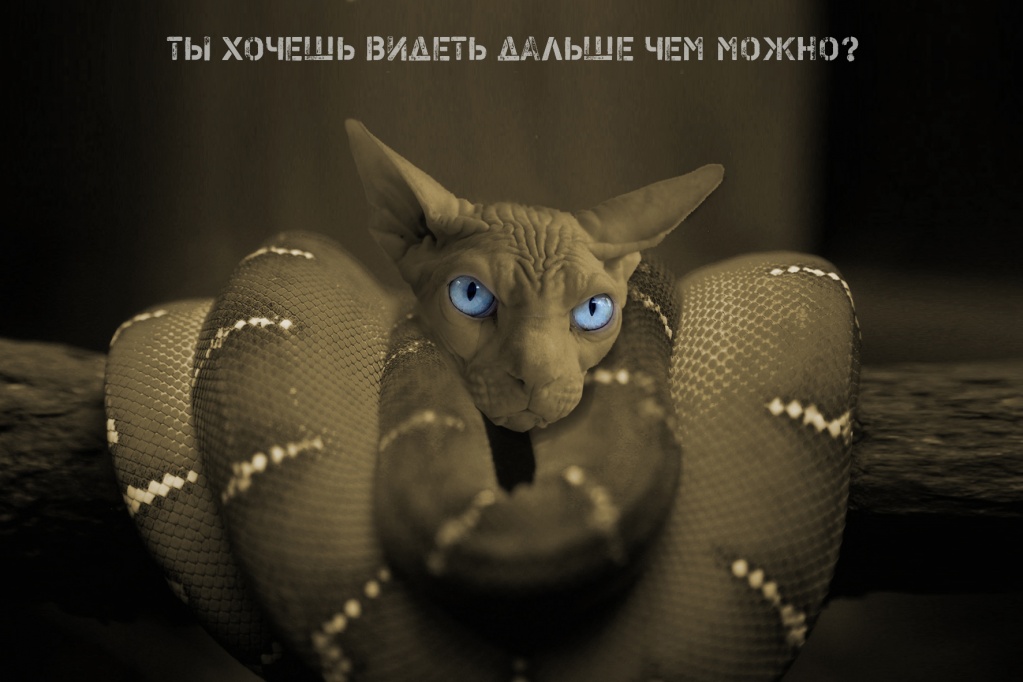 МЕЖЛОКАЛЬНАЯ КОНТРАБАНДА - 2